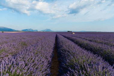 beautiful blooming lavender flowers and distant mountains in provence, france clipart
