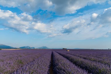 tranquil rural scene with blooming lavender field and mountains in provence, france clipart