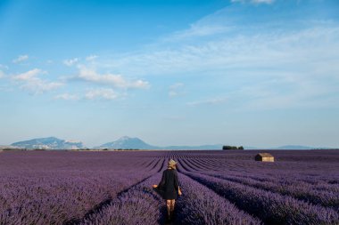 arkadan görünüşü provence, Fransa alanında pitoresk Lavanta üzerinde yürüyen kız