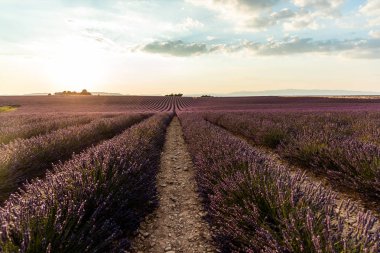 gün batımında, provence, Fransa ekili alanda güzel çiçek açan lavendes 