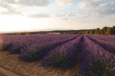 Provence, Fransa ekili alan mor lavanta çiçekleri blooming 