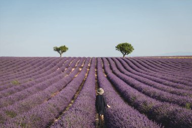 Arkadan Görünüş genç kadının provence, Fransa pitoresk lavanta alanına bakarak