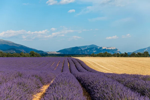 Agriculture — Stock Photo, Image