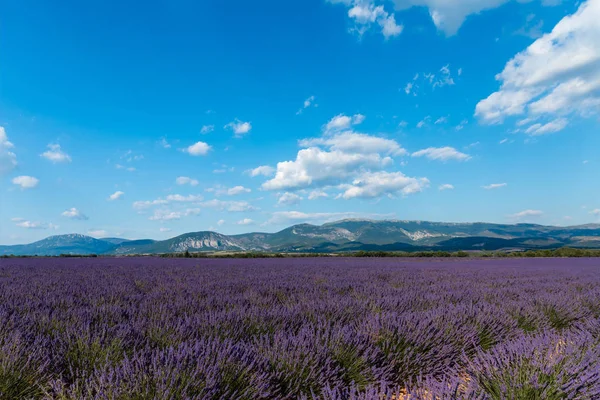 Όμορφα Ανθισμένα Άνθη Λεβάντας Και Μακρινά Βουνά Στην Προβηγκία Γαλλία — Φωτογραφία Αρχείου
