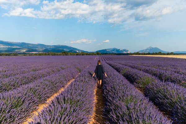 back view of girl walking between rows of blooming lavender flowers in provence, france