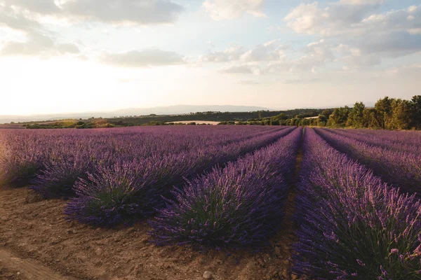 Florescendo Flores Lavanda Roxa Campo Cultivado Provence França — Fotografia de Stock
