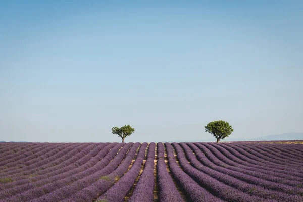 Árboles — Foto de Stock