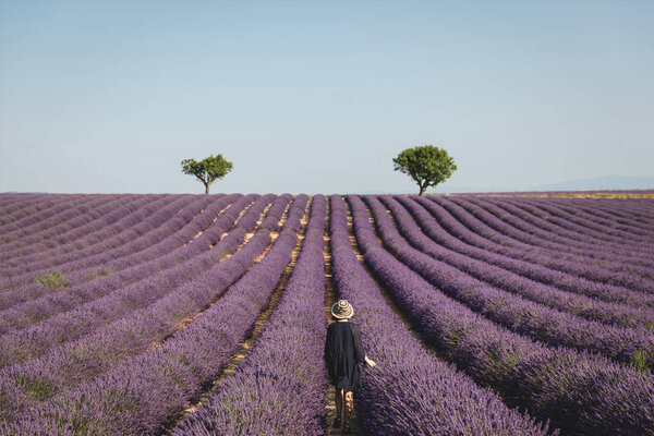 back view of young woman looking at picturesque lavender field in provence, france
