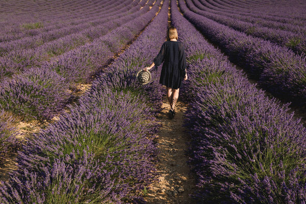 back view of girl holding hat and walking on lavender field, provence, france