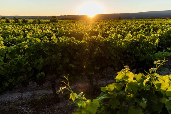 Vineyard — Stock Photo, Image