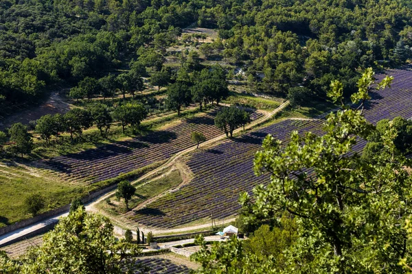 Aerial view of beautiful blooming lavender field and green trees, provence, france — Stock Image Aerial View Beautiful Blooming Lavender Field Green Trees Provence France Stock Photo