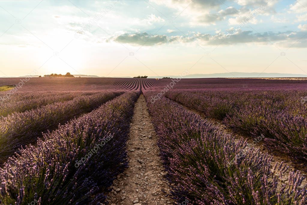 beautiful blooming lavendes on cultivated field at sunset, provence, france 