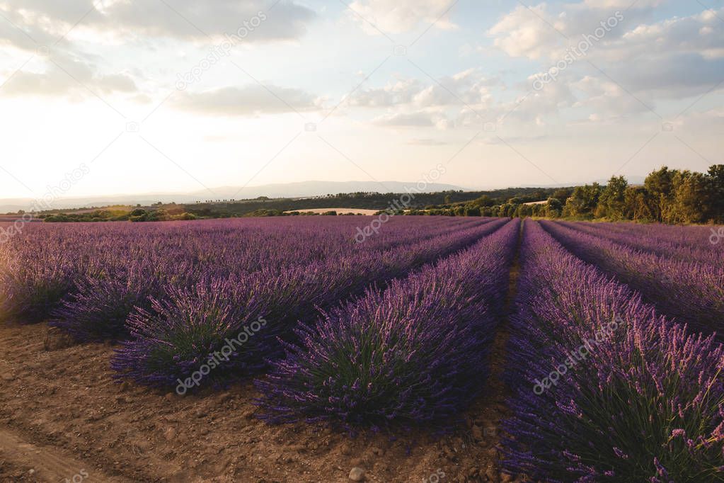 blooming purple lavender flowers on cultivated field in provence, france 