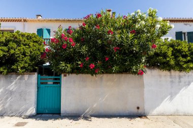white wall, turquoise gate and beautiful blooming flowers near traditional houses in provence, france clipart