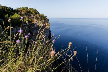 close-up view of beautiful wildflowers and majestic natural view with calm sea and cliff, Calanques de Marseille (Massif des Calanques), provence, france clipart