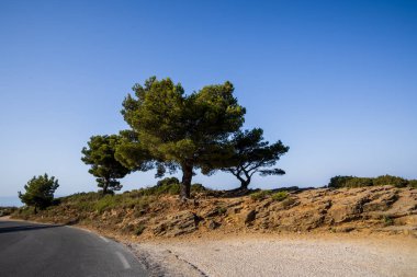 boş asfalt yol ve güzel yeşil ağaçlar güneşli gün, provence, Fransa