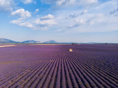 Provence, Fransa güzel çiçeklenme üzerinde Lavanta Çiftliği alanının havadan görünümü 