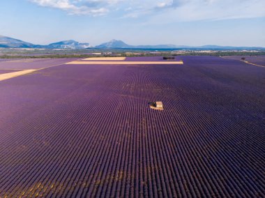 Provence, Fransa yalnız çiftlik lavanta güzel çiçek açan tarih alanının havadan görünümü 