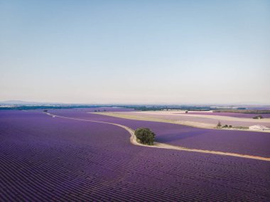 güzel hava görünümünü provence, Fransa lavanta alanında ekili 
