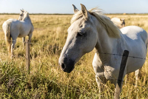 Pasture — Stock Photo, Image