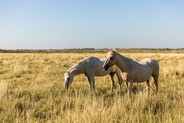 beautiful white horses grazing on pasture, provence, france  