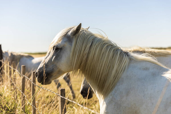 side view of beautiful white horse on pasture, provence, france