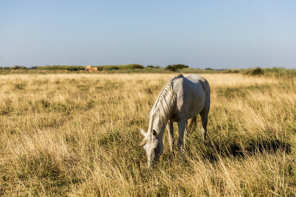 beautiful white horse grazing on pasture, provence, france 