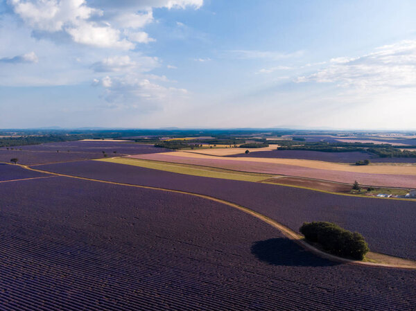 aerial view of beautiful lavender field, trees and rural road in provence, france