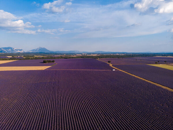 aerial view of picturesque lavender field and mountains in distance, provence, france