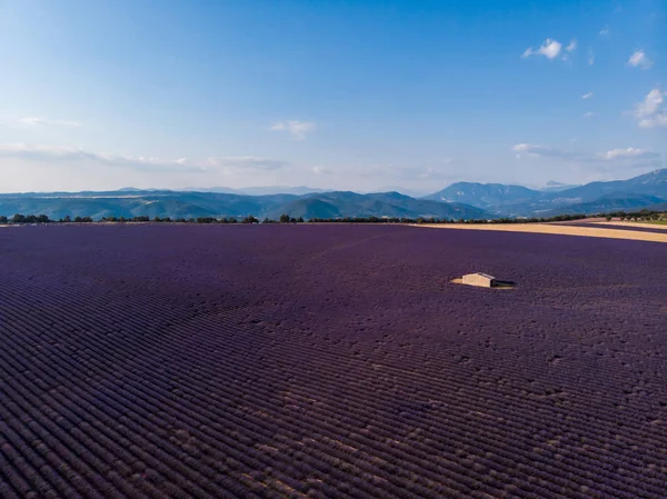 Αεροφωτογραφία Της Όμορφης Καλλιεργείται Λεβάντα Πεδίο Αγρόκτημα Και Βουνά Απόσταση — Φωτογραφία Αρχείου