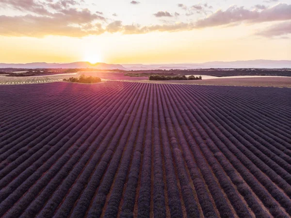 Gün Batımında Provence Fransa Güzel Lavanta Alanının Havadan Görünümü — Stok fotoğraf