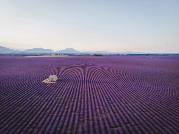 Lavender field — Stock Photo, Image