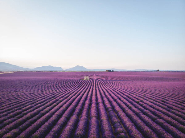 Фиолетовый