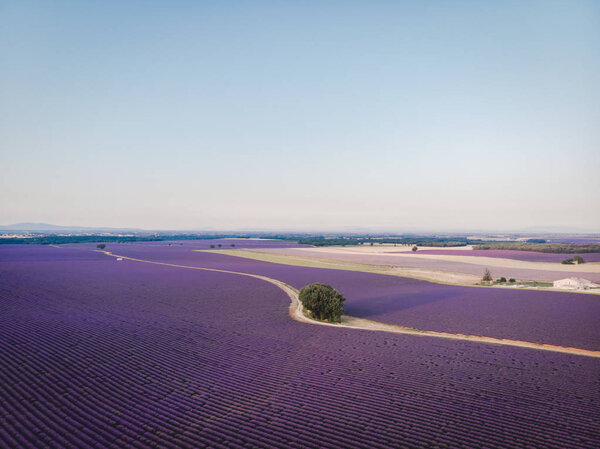 aerial view of beautiful cultivated lavender field in provence, france 
