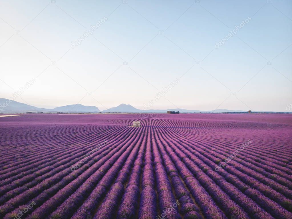 purple