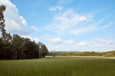 yeşil çimenlerin üzerinde alan, ağaçlar ve mavi gökyüzü Bad Schandau, Almanya