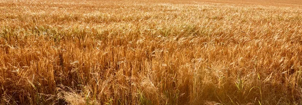 Buğday — Stok fotoğraf