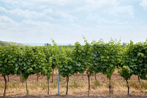 Viñedo — Foto de Stock