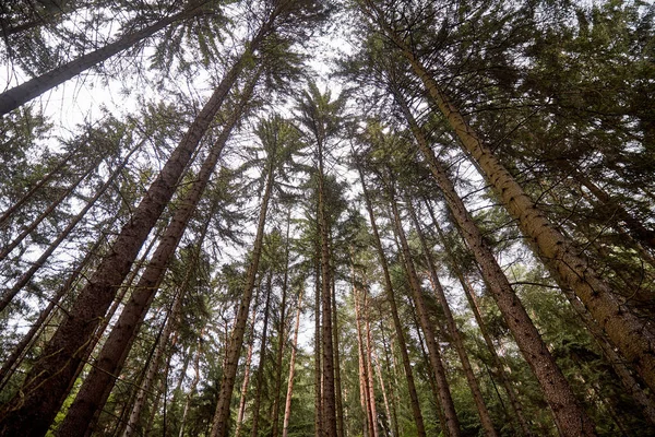 Sudut Pandang Rendah Pohon Hutan Yang Indah Bastei Jerman — Foto Stok Gratis