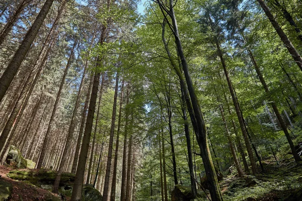 Χαμηλή Γωνία Θέα Πράσινο Δέντρα Στο Όμορφο Δάσος Bastei Γερμανία — Φωτογραφία Αρχείου