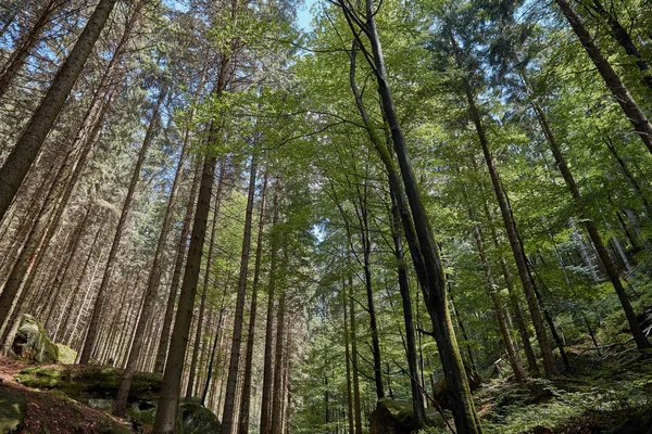low angle view of green trees in beautiful forest in Bastei, Germany
