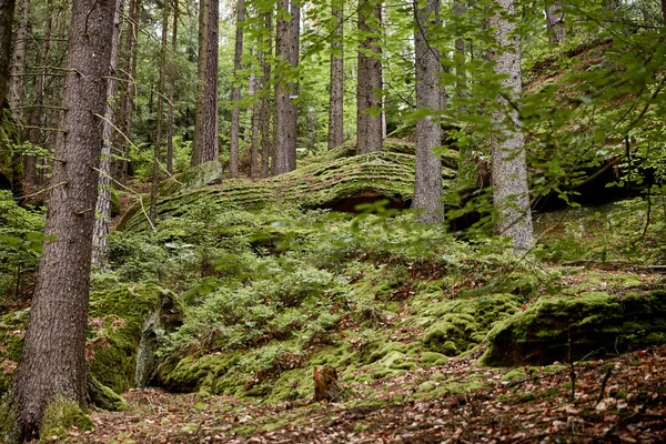 Baumstämme — Stockfoto