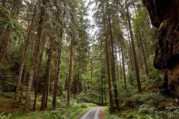 Skog — Stockfoto