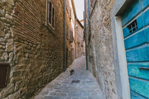 Cena urbana de rua da cidade da Toscana estreita e gato — Fotografia de Stock