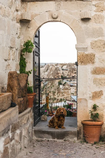 Собака біля відкритих дверей з величним видом на скельні утворення в Каппадокії, Туреччина — стокове фото