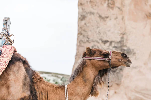 Camel — Stock Photo