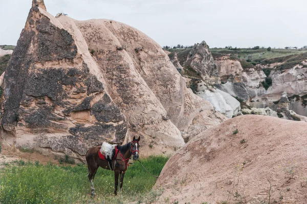 Horse — Stock Photo