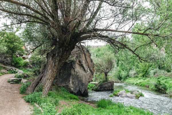 Tree — Stock Photo