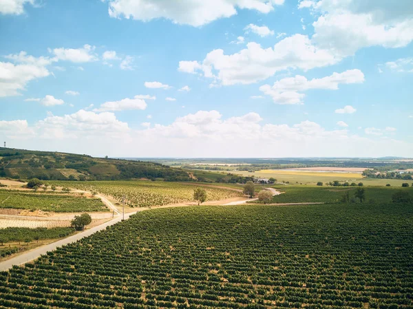 Grün — Stockfoto