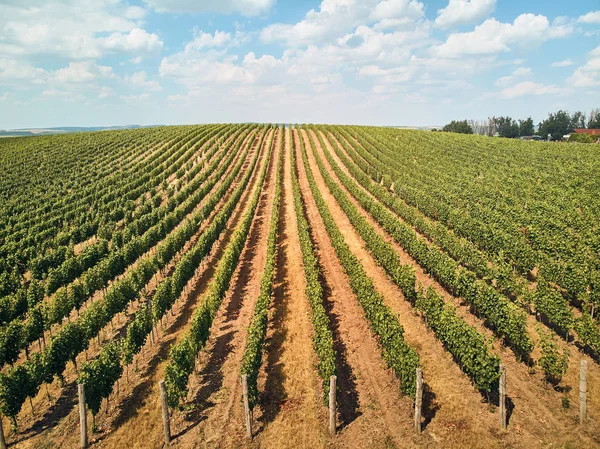 Agricultura — Stock Photo